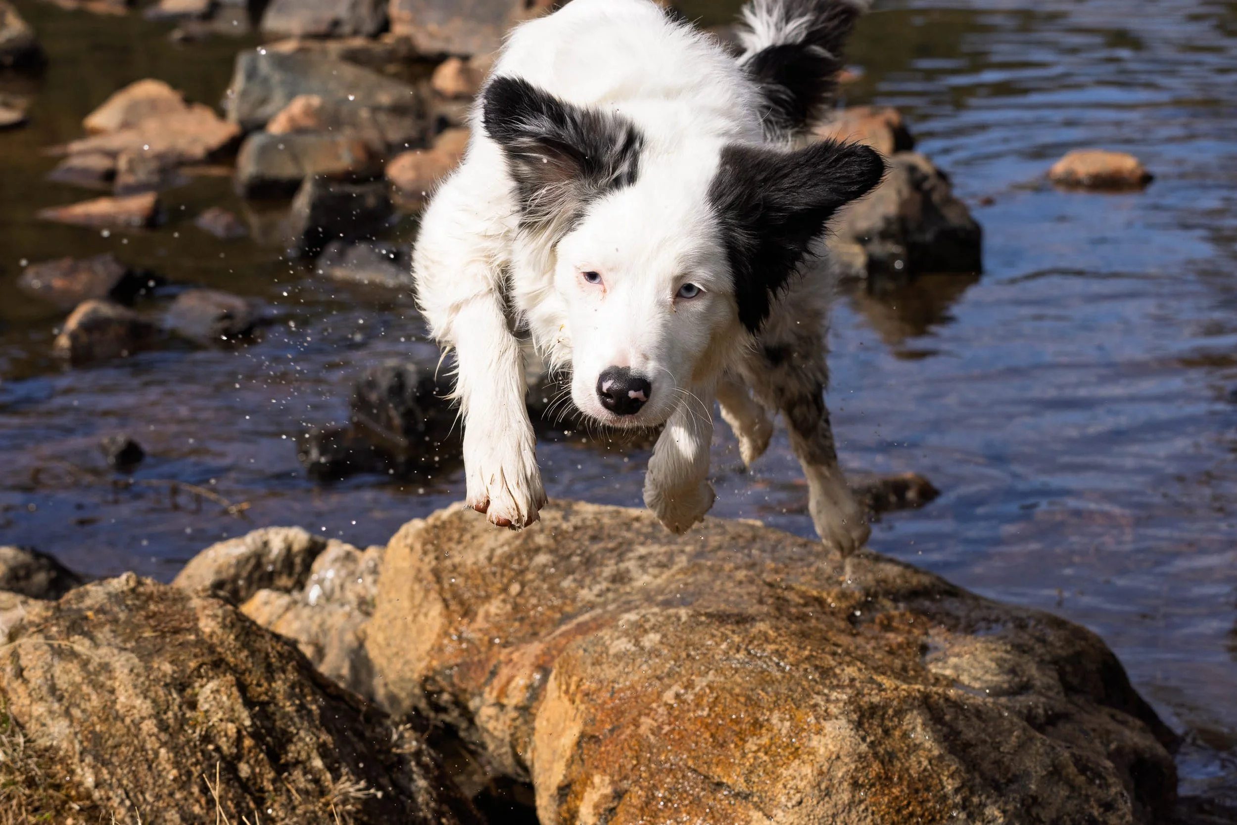 A black and white border collie with blue eyes leaps onto a wet boulder in Little Bear Creek near Evergreen Lake, Colorado, water splashing around its paws, staring directly at the camera