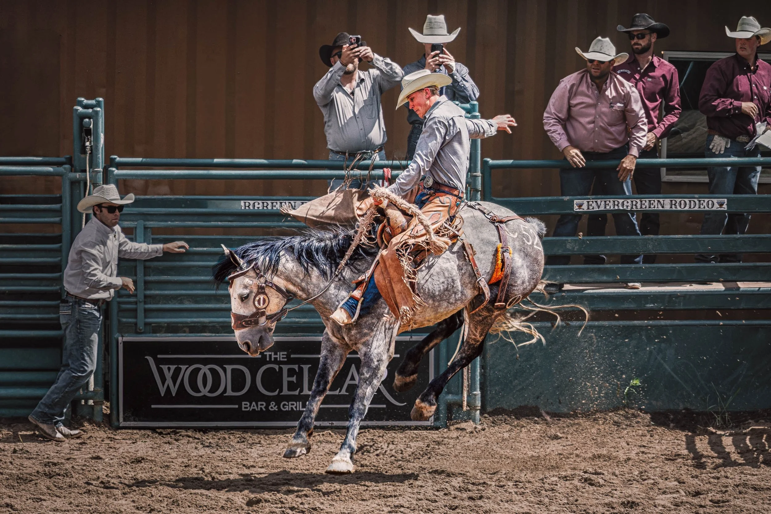 Bronc rider and gray horse fully airborne during the Evergreen Rodeo, Colorado, captured in sharp suspension against the arena crowd and teal fencing