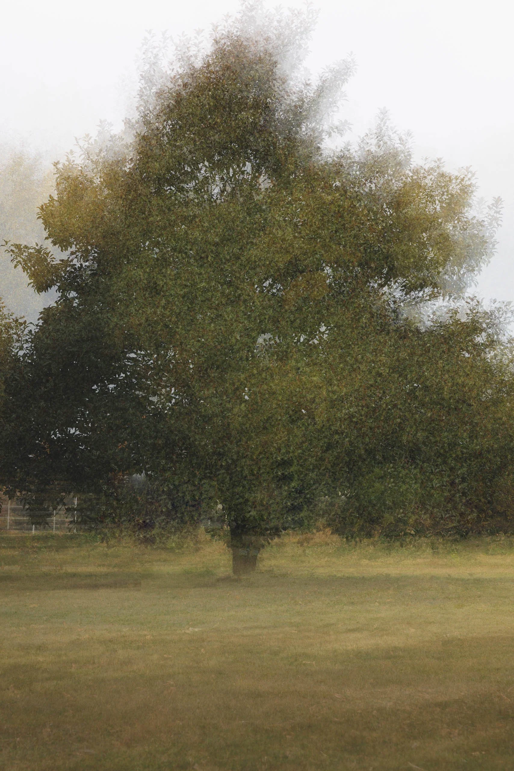 Single tree in fog on a lawn, its canopy dissolved by layered exposures, Tower Grove Park, St. Louis, in green and gold