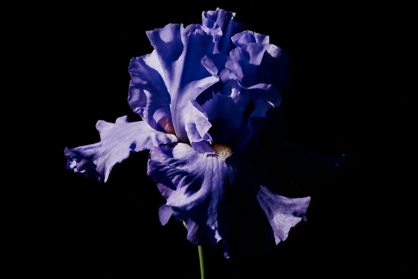 What I Learned from Edward Weston