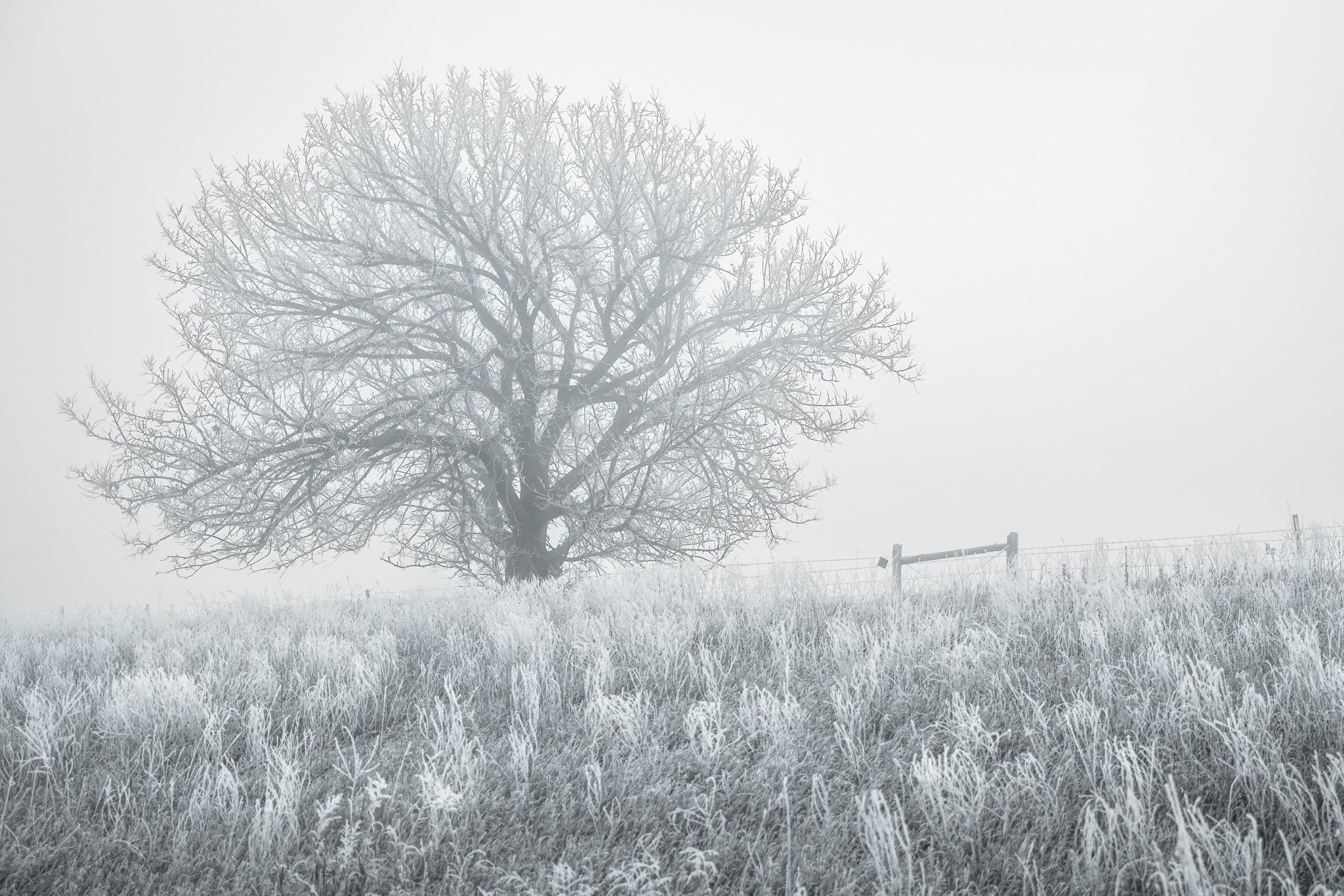 Hoarfrost, Kansas_pxfe9212--Edit-Edit.jpg