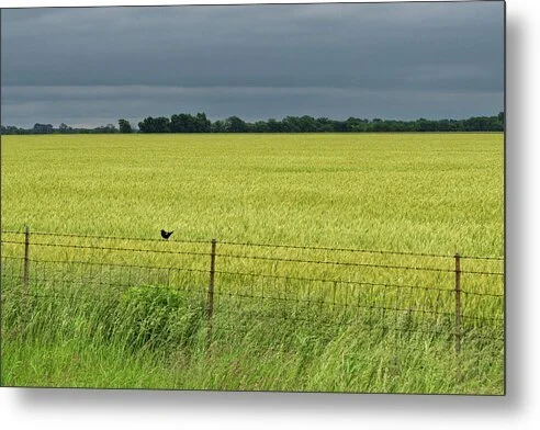 Green Before the Gold, fine art photograph by Robert Niemeier, full view
