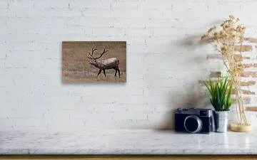 the-quiet-crossing-rocky-mountain-elk-photography-robert-niemeier (1).jpg