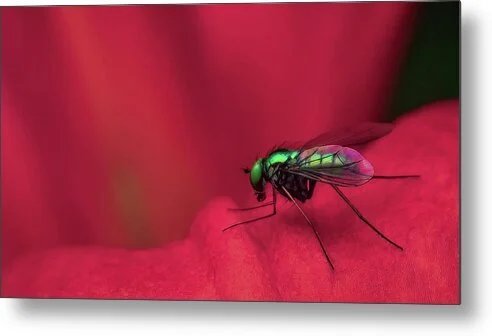 mage	Small Green Flame (Panorama), fine art photograph by Robert Niemeier, full view