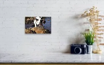 committed-border-collie-action-photography-robert-niemeier (1).jpg