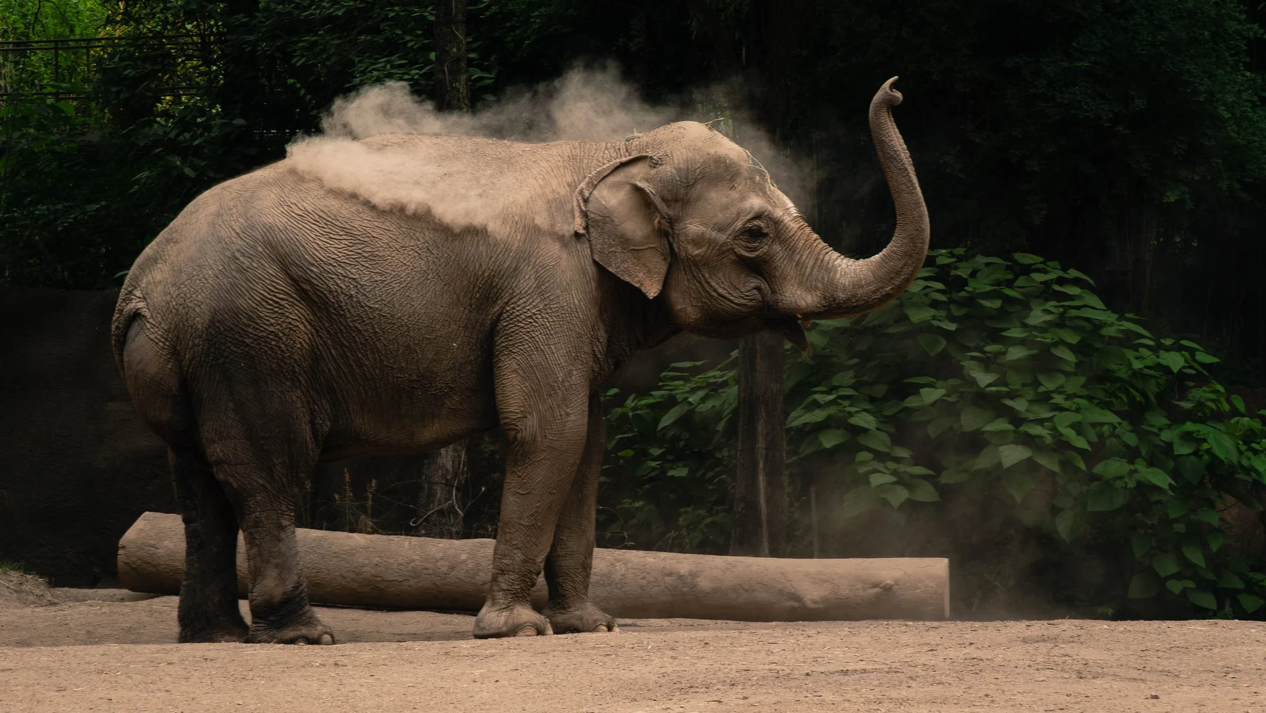 An elephant flings a cloud of dust over its back with its trunk raised skyward, dust catching soft light against a dark wooded background.
