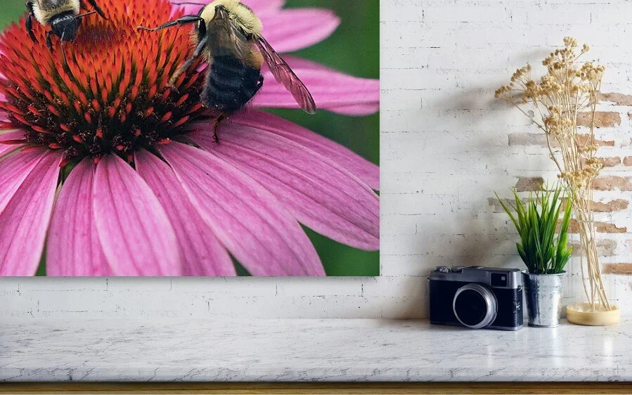 Room for Two, close-up of a bumblebee on the orange cone of a pink coneflower of a fine art print above a marble ledge with a camera and a plant