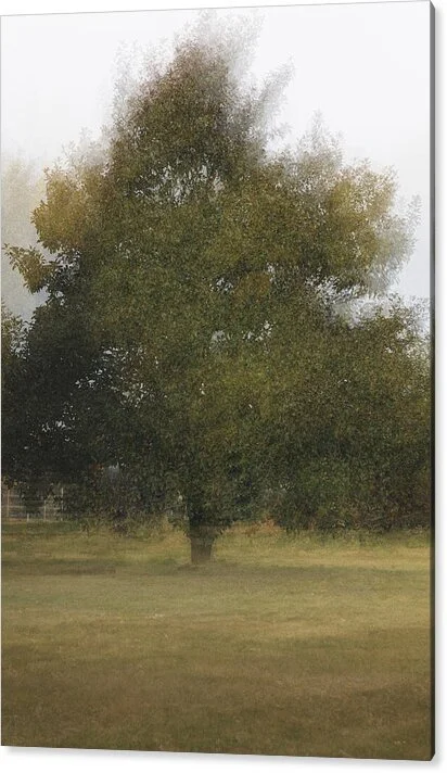 Full image: One Tree, Many Mornings, fine art photograph by Robert Niemeier, full view