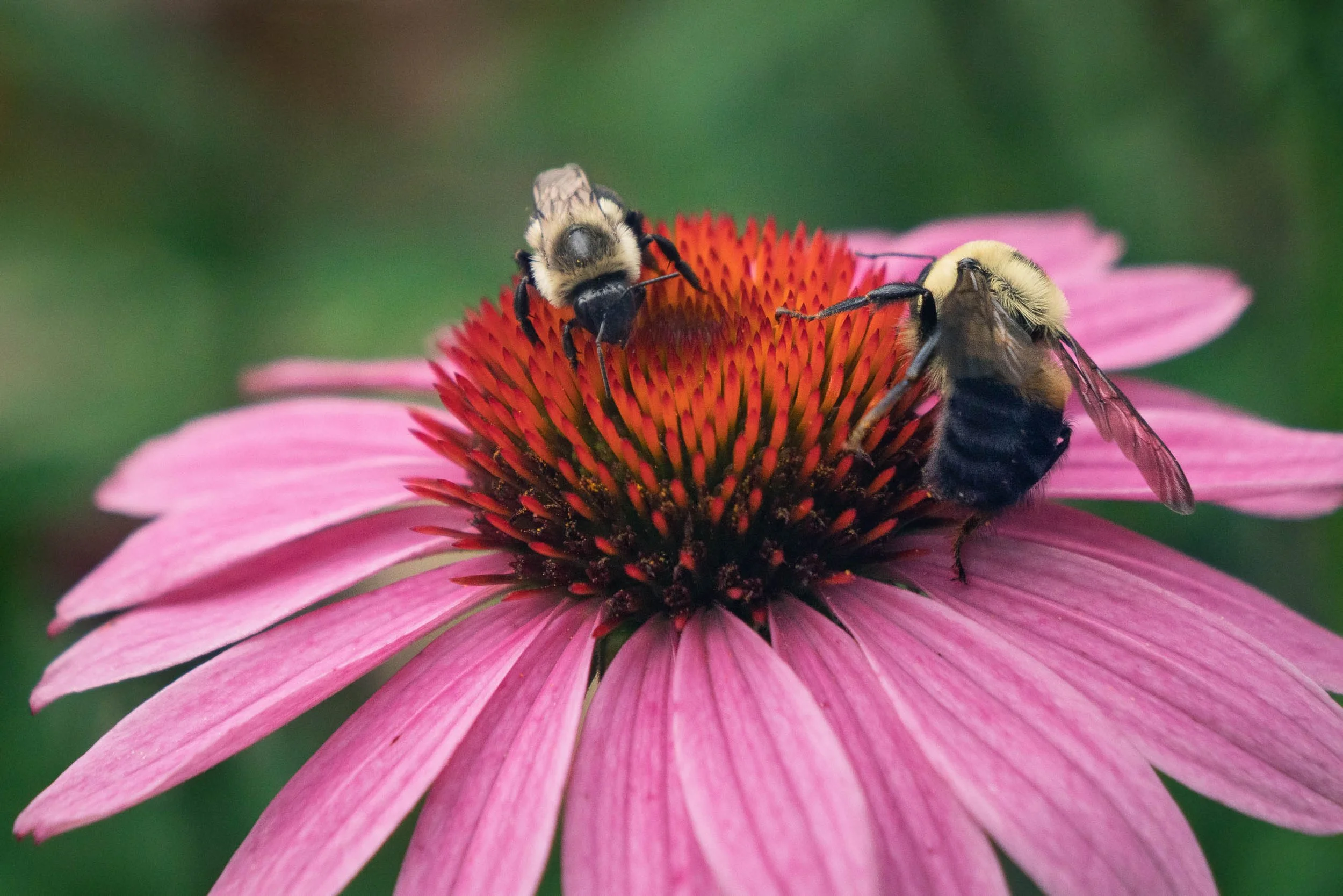 Two bumblebees on a pink coneflower, one reaching a leg toward the other, Missouri Botanical Garden
