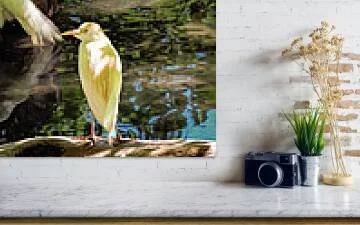 Between Stillness and Motion – fine art photograph of a still cattle egret beside a motion-blurred egret preening, reflected in a shaded pond
