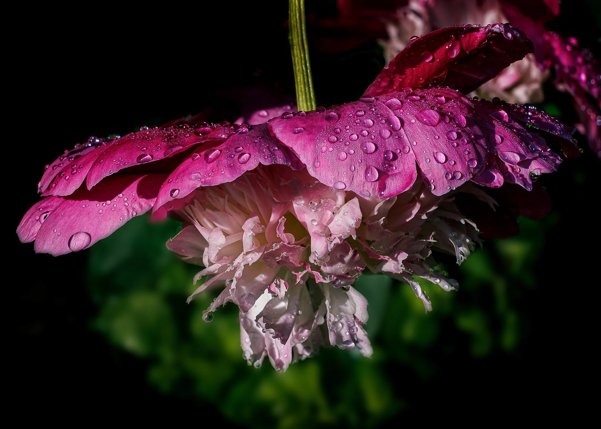 Close-up macro photograph of a pink hellebore flower with water droplets on its petals, captured with soft, atmospheric lighting.