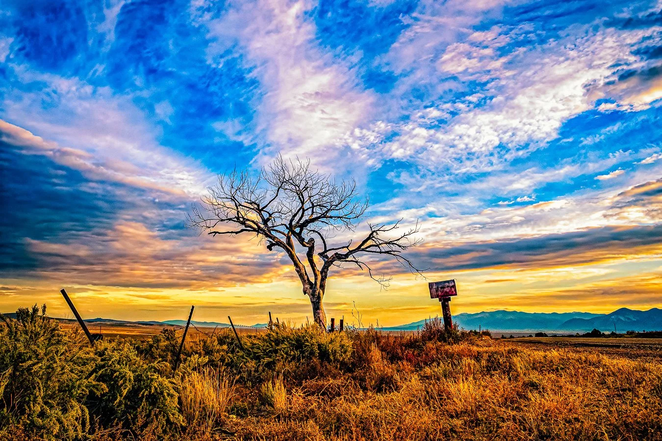 Fine art photogrpaphic print of The Welcome Tree displayed at the Webster Groves Art Fair 2026
