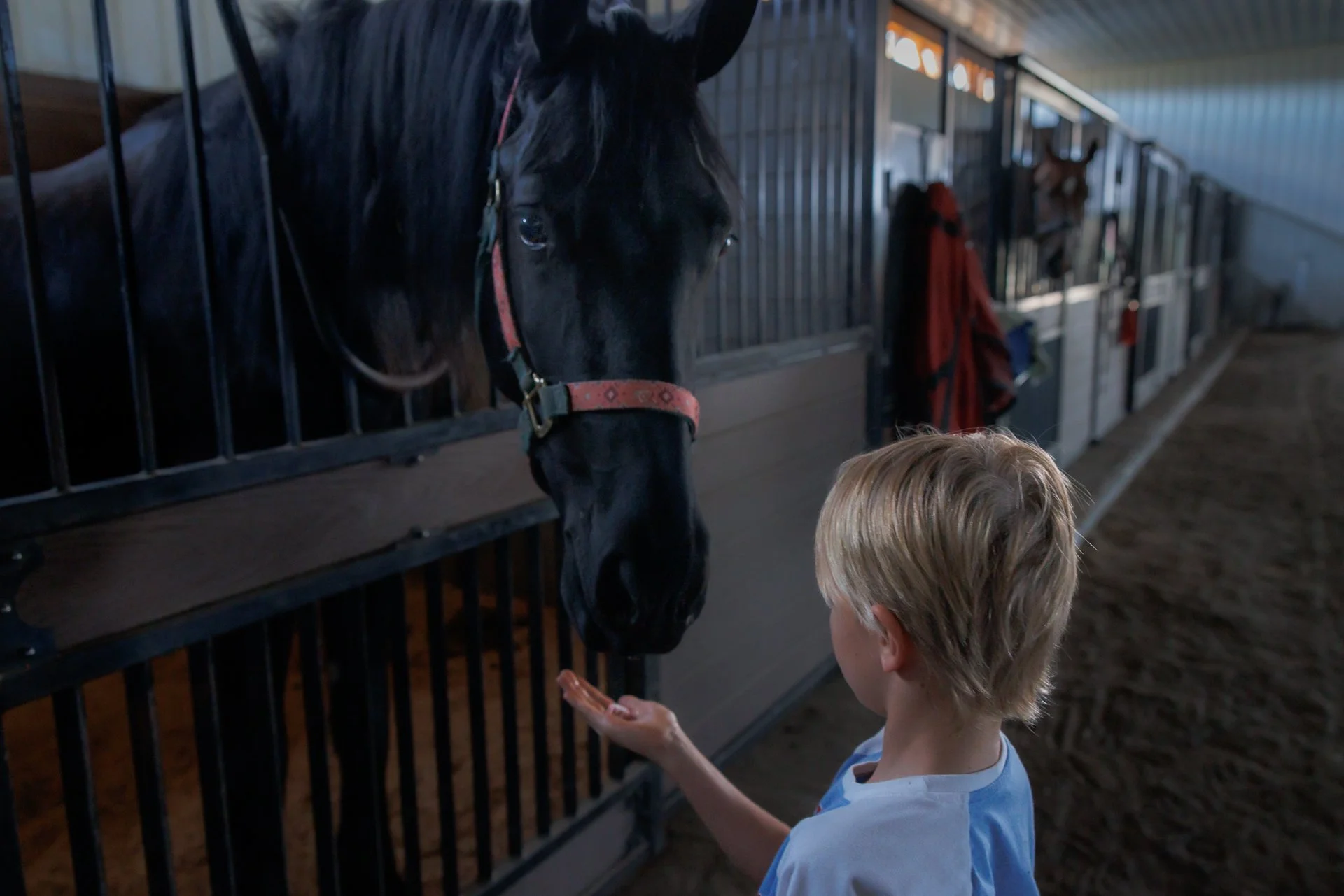 A Gentle Lesson - Trust between a boy and a horse