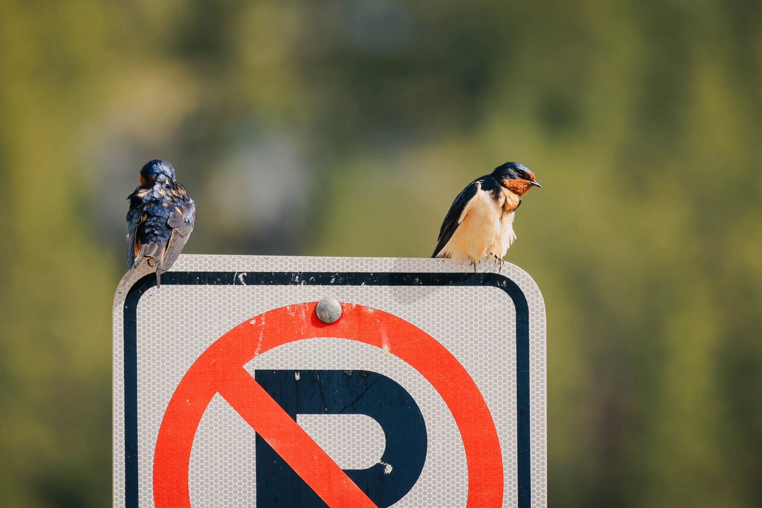 No Parking