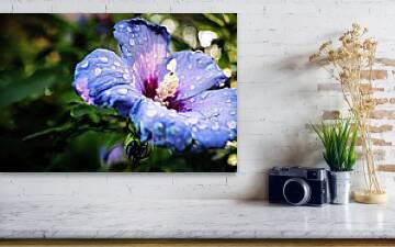 uninvited-guest-dew-kissed-lavender-hibiscus-robert-niemeier.jpg