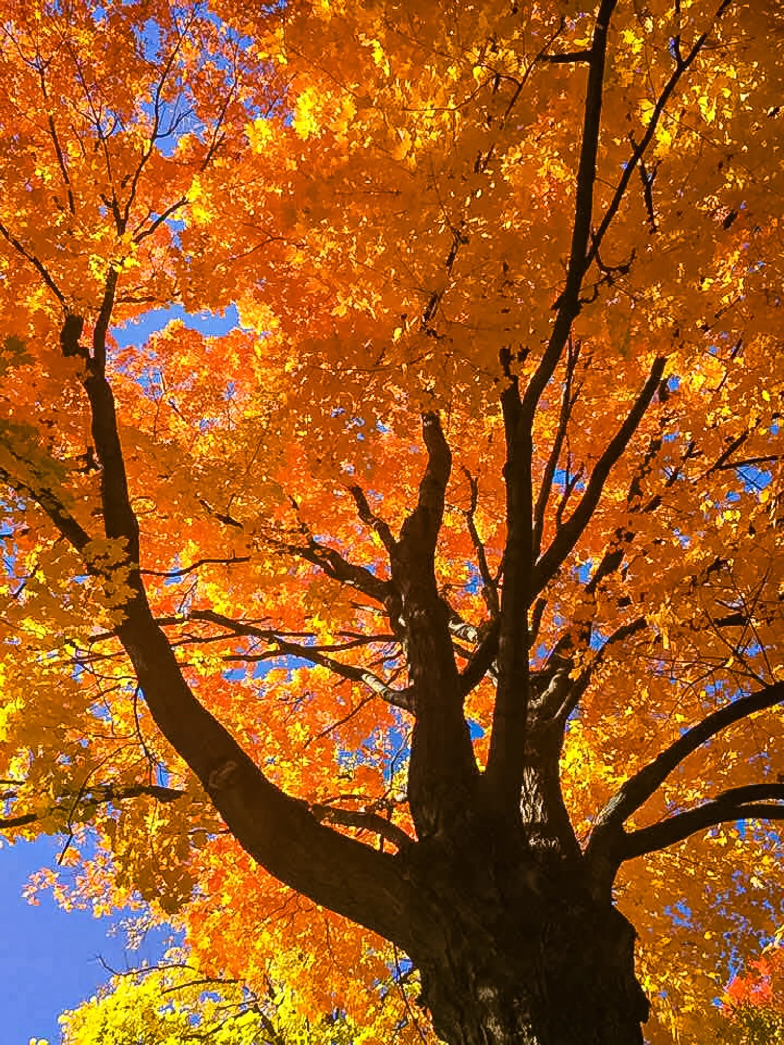 Fine art nature photography looking straight up into a dense canopy of brilliant orange and gold autumn tree branches against a clear, vibrant blue sky.