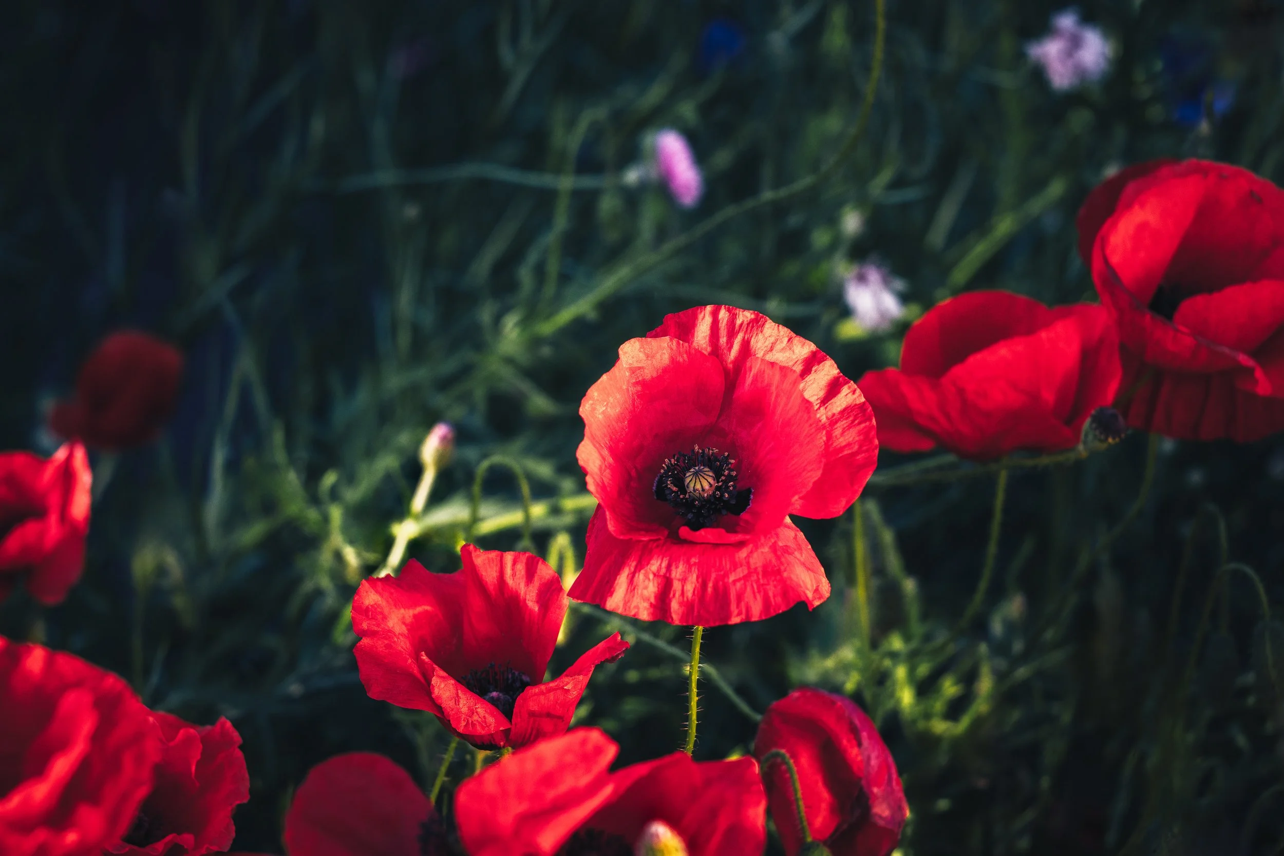 When The Field Ignites - Macro Flower — Fine Art Botanical Print