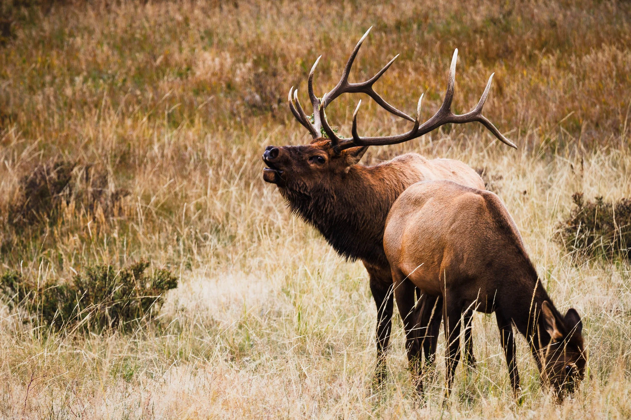 A bull elk bugles with head raised and antlers lifted in a Rocky Mountain National Park meadow while a cow elk grazes calmly beside him in golden autumn grass