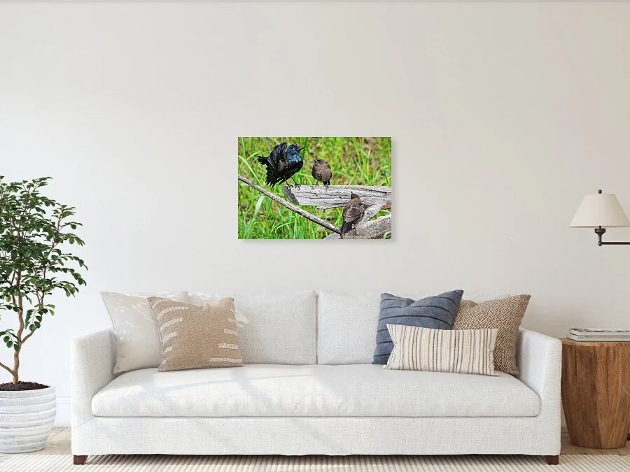the-argument-grackle-cowbird-fine-art-photography