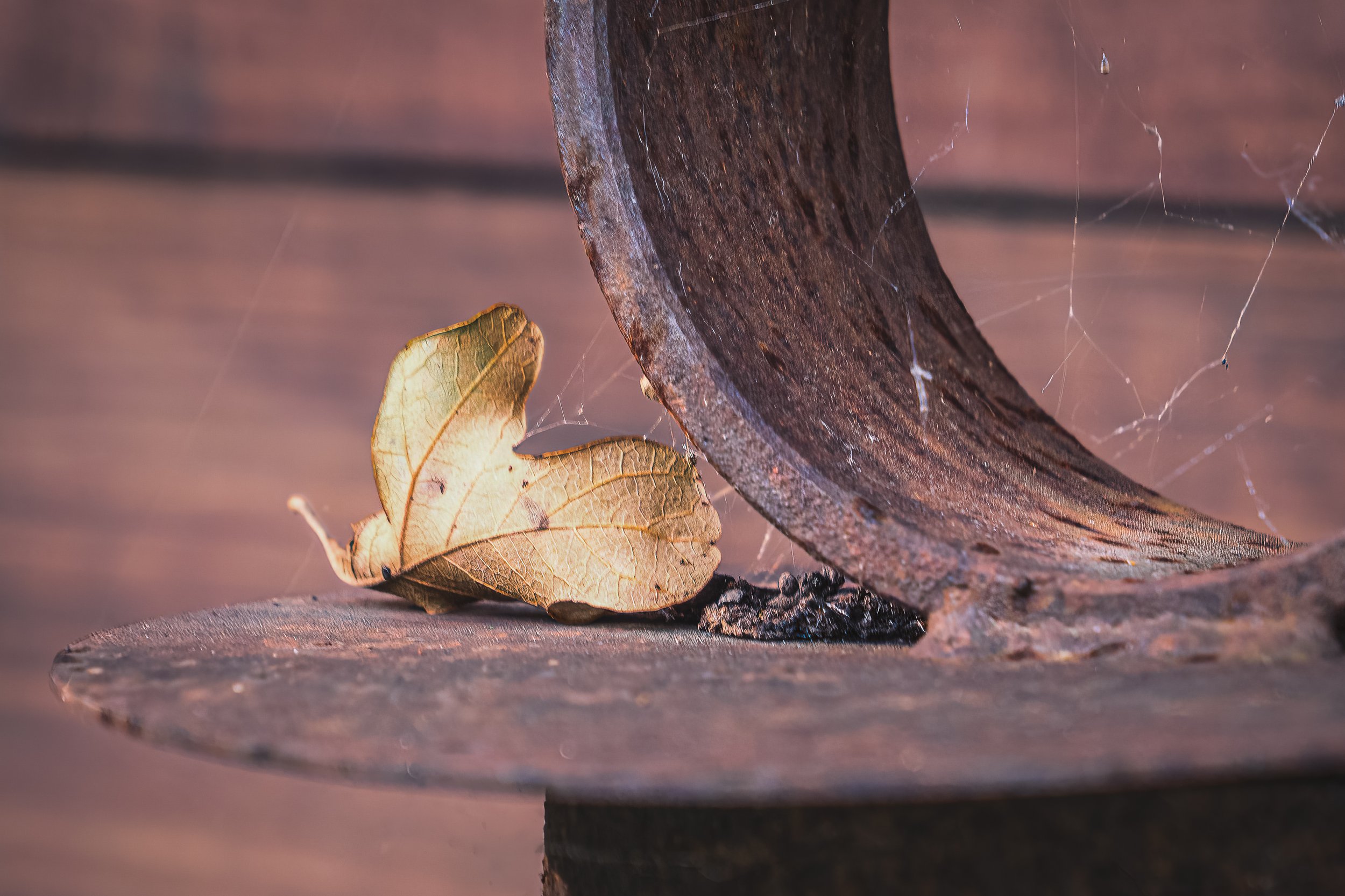 What the Web Kept