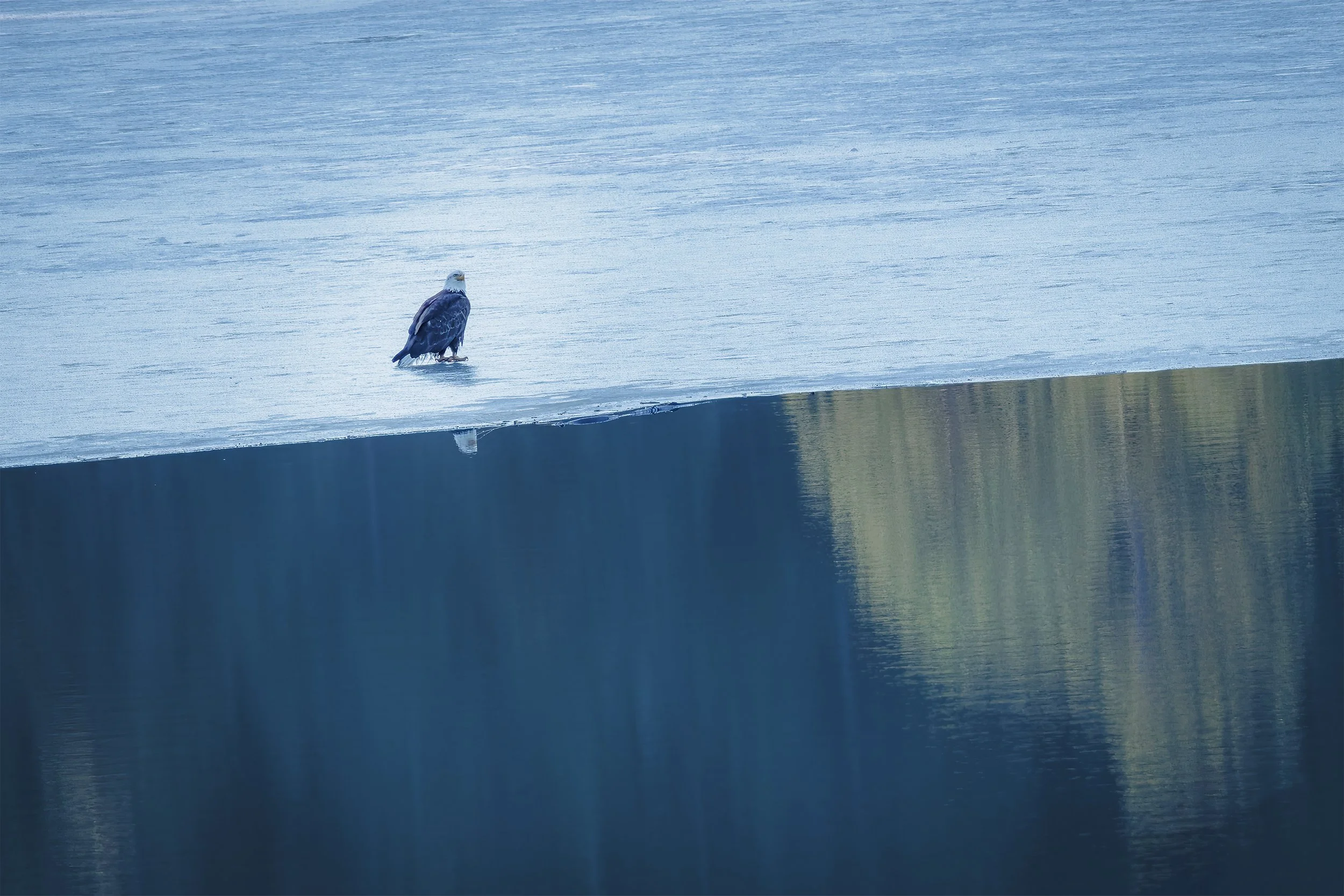 Fine art high-contrast photography print capturing a solitary eagle perched on the edge of a melting, textured ice shelf during a spring thaw in Evergreen, Colorado.