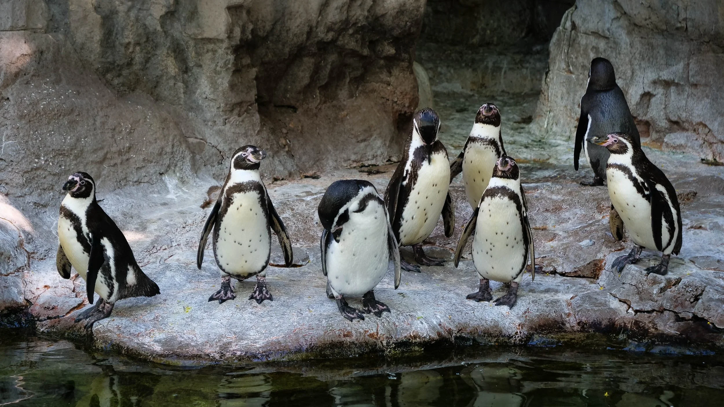Eight Humboldt penguins on a rock ledge beside dark water, each turned a different way, at the Saint Louis Zoo