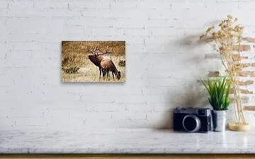 falling-on-deaf-ears-rocky-mountain-elk-rut-photography-robert-niemeier (1).jpg