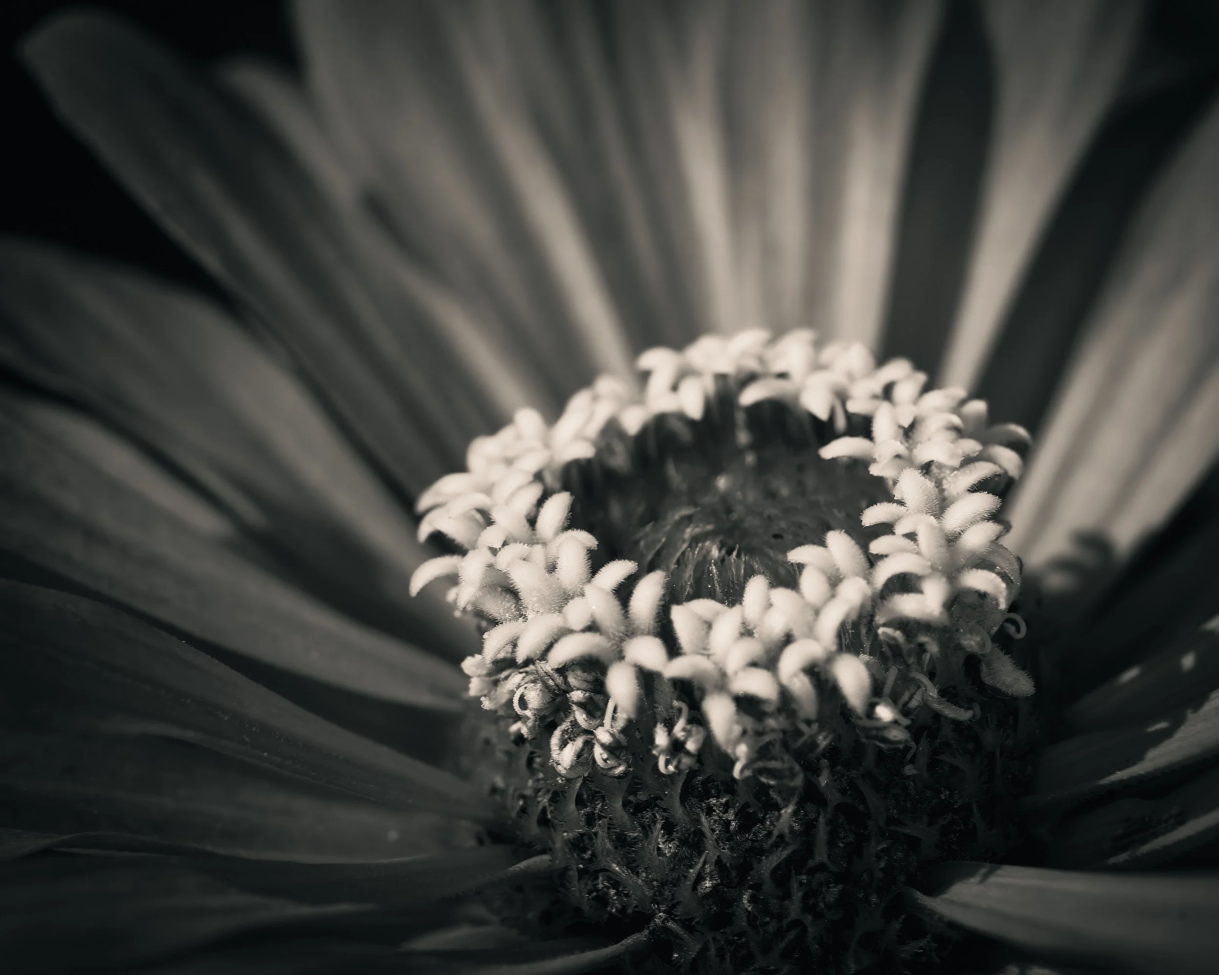 Fine art black and white macro photography print capturing the geometric symmetry, fringed petals, and highly textured center of a single blooming flower.