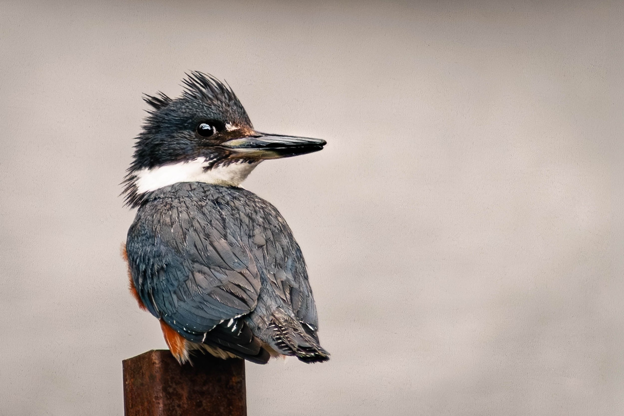 Female Belted Kingfisher with ruffled crest perched on rusted metal post against neutral gray sky, fine art wildlife photography print