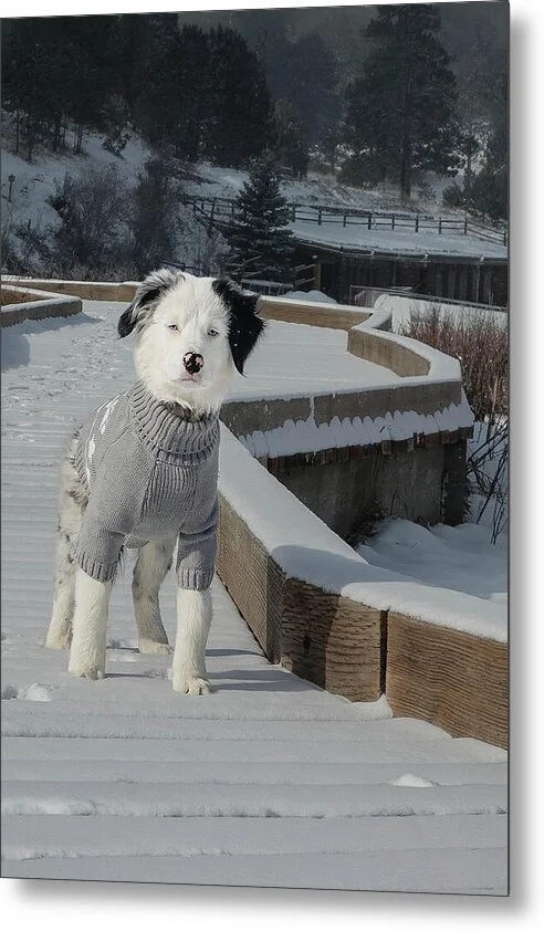 Dressed for Winter, fine art photograph by Robert Niemeier, full view