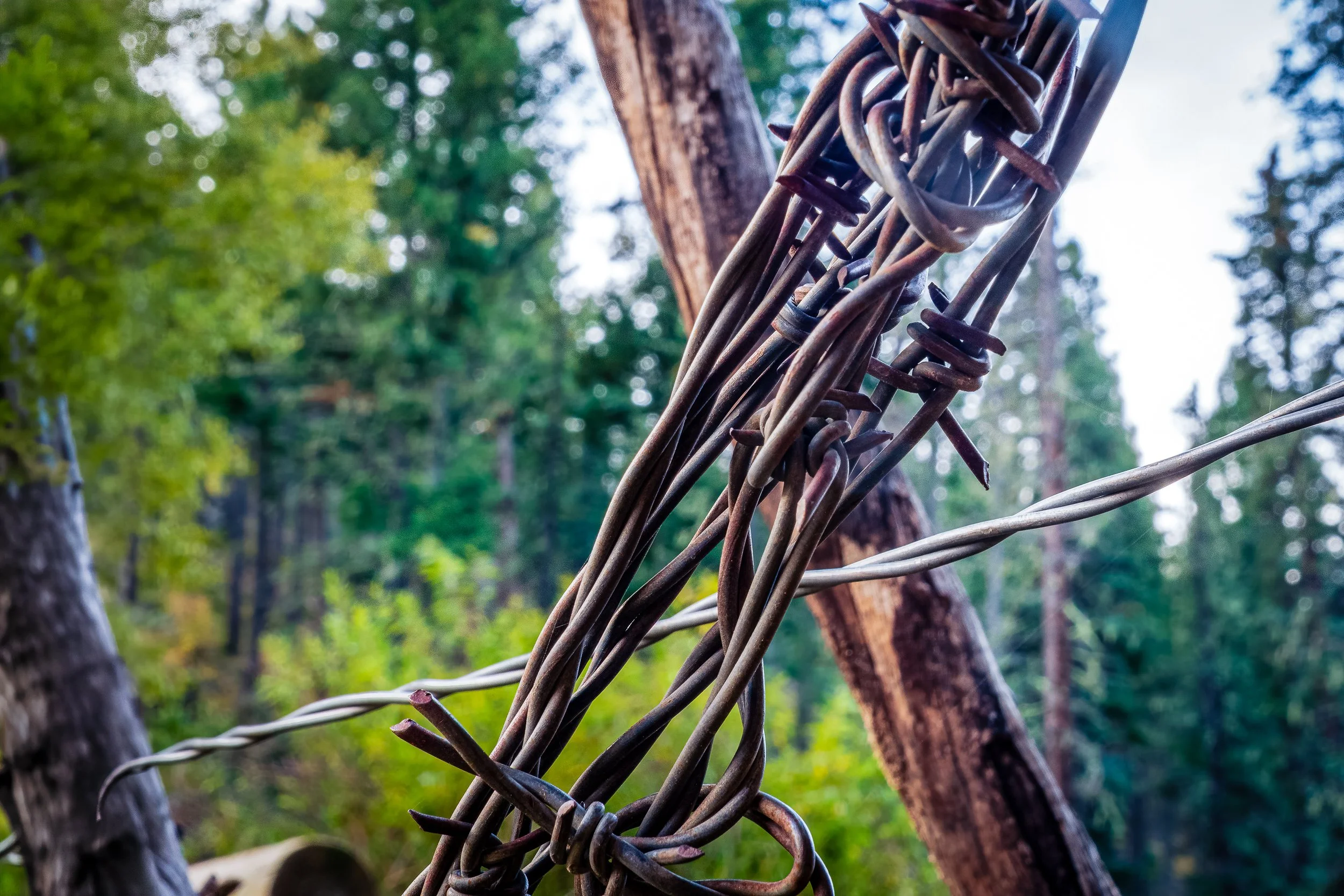 Close-up of tangled, weathered barbed wire wrapped around a wooden gate post at the Elliot Barker Trail, Angel Fire, New Mexico