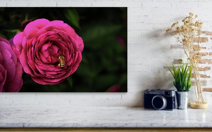 deep-in-the-rose-honeybee-on-magenta-rose-fine-art-print-robert-niemeier-2.jpg
