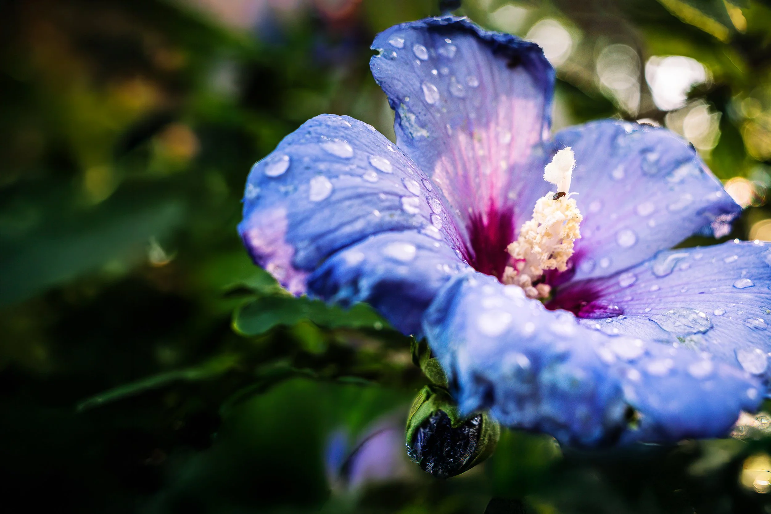 Macro photograph of a blue-violet Rose of Sharon flower covered in raindrops, with a small fly perched on the cream-colored stamen column