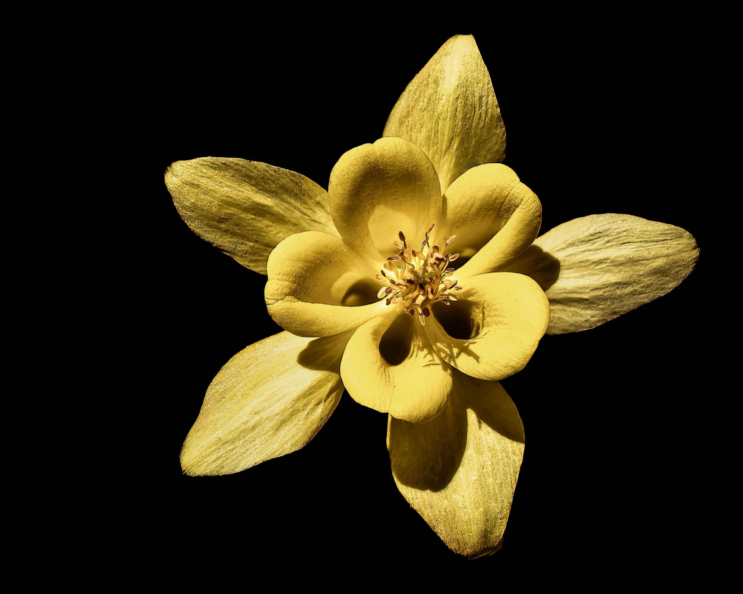 Fine art close-up photograph of a single yellow flower illuminated against a deep black background.
