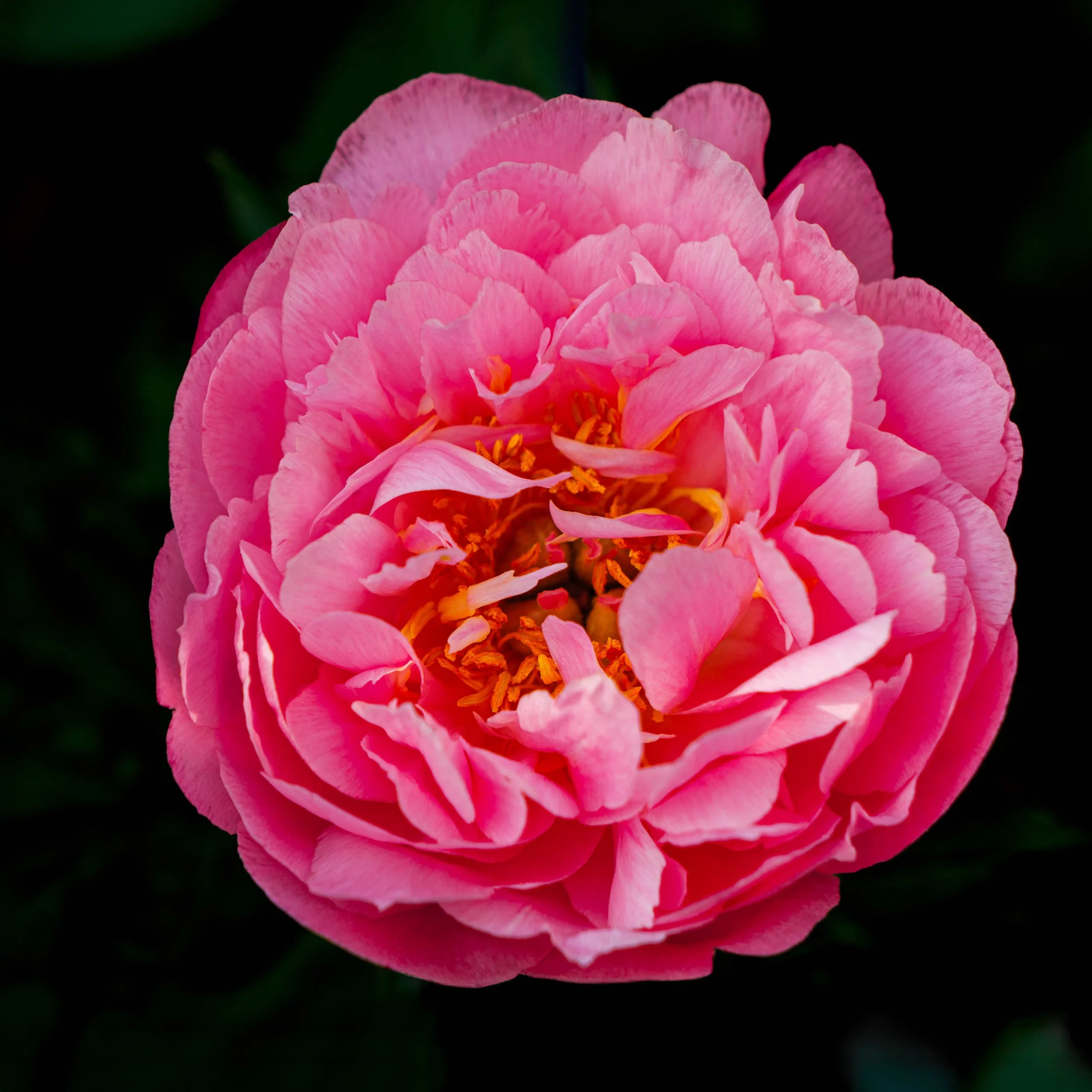 Summer's Unfolding_P1015456-2-Edit-2-Edit-RN - Adobe Portfolio (Full Res sRGB)-2.jpg