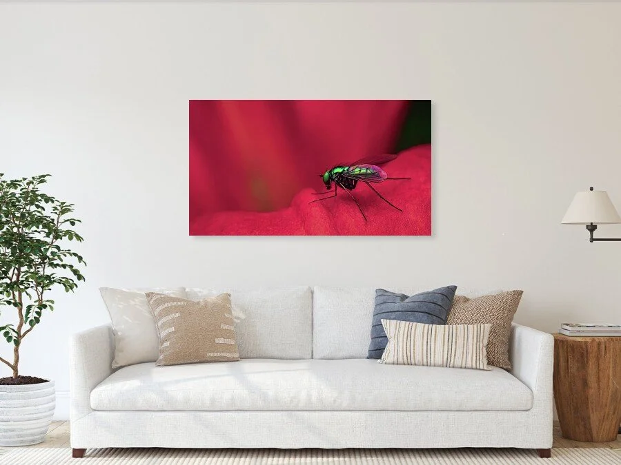 Small Green Flame (Panorama) fine art print framed above a sofa in a living room