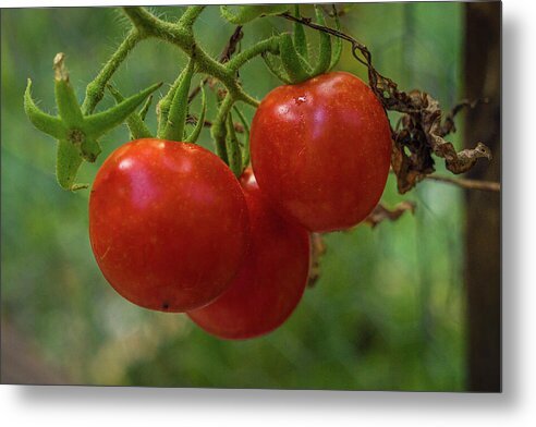 before-the-harvest-ripe-tomatoes-on-a-vine-robert-niemeier.jpg