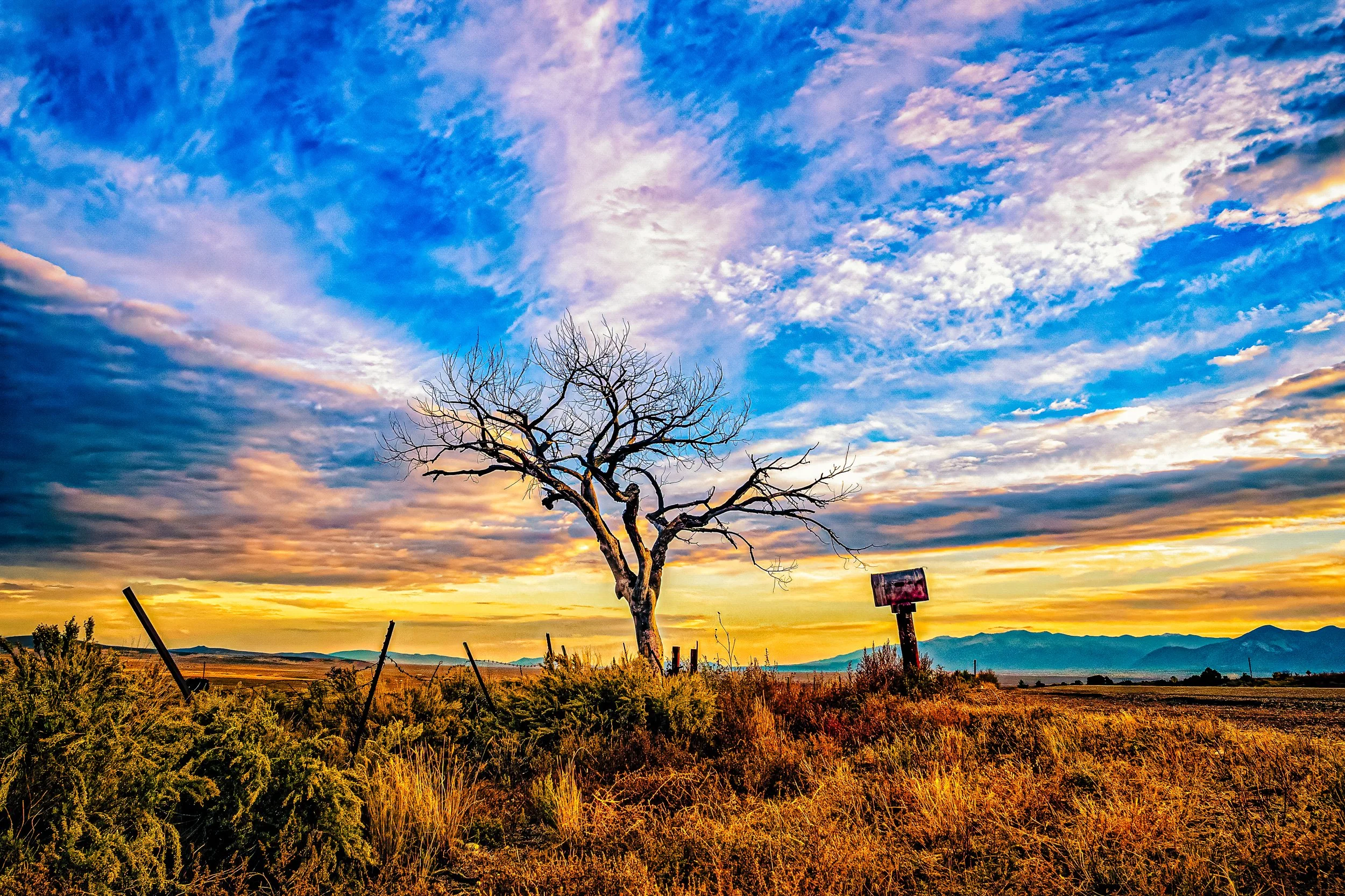 The Welcome Tree