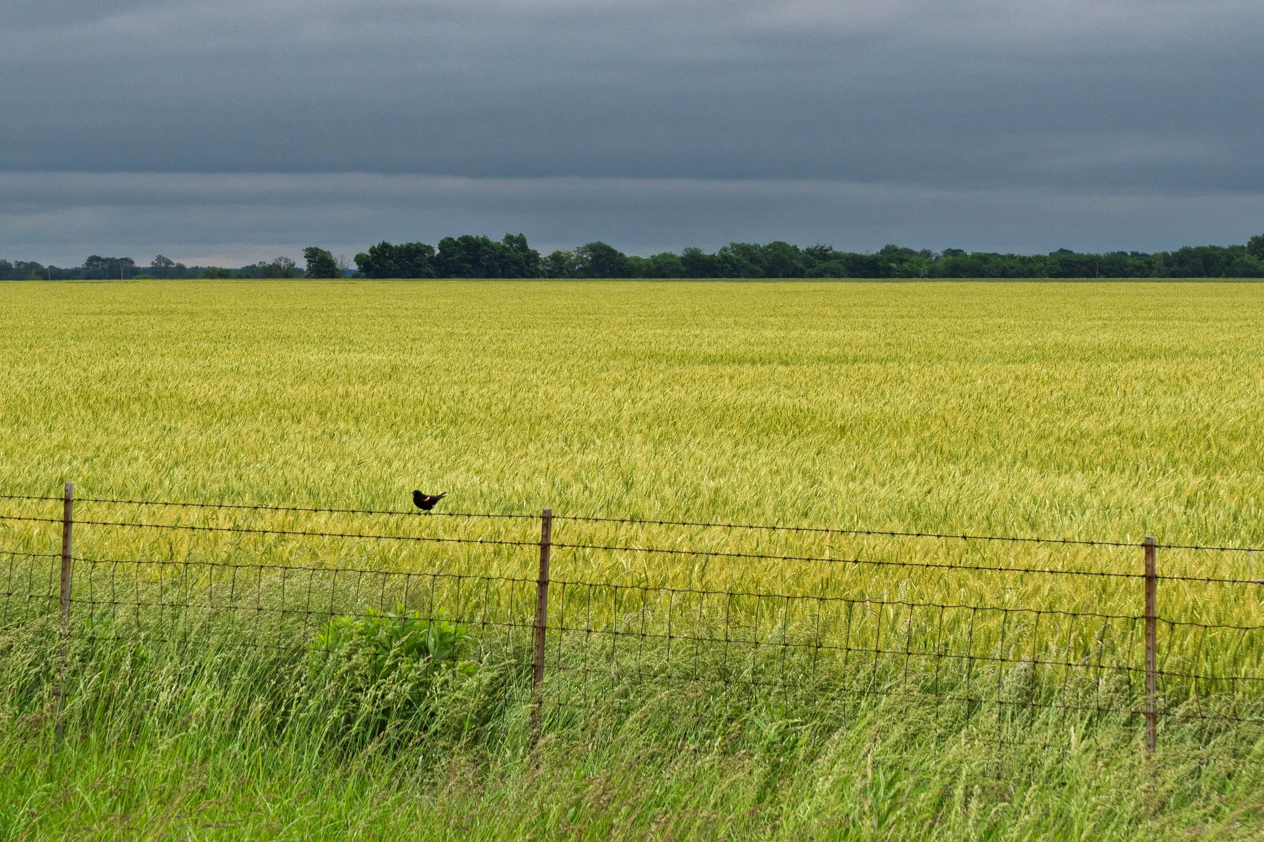 Red-winged blackbird on a barbed wire fence before a yellow-green wheat field under slate gray clouds in southern Illinois
