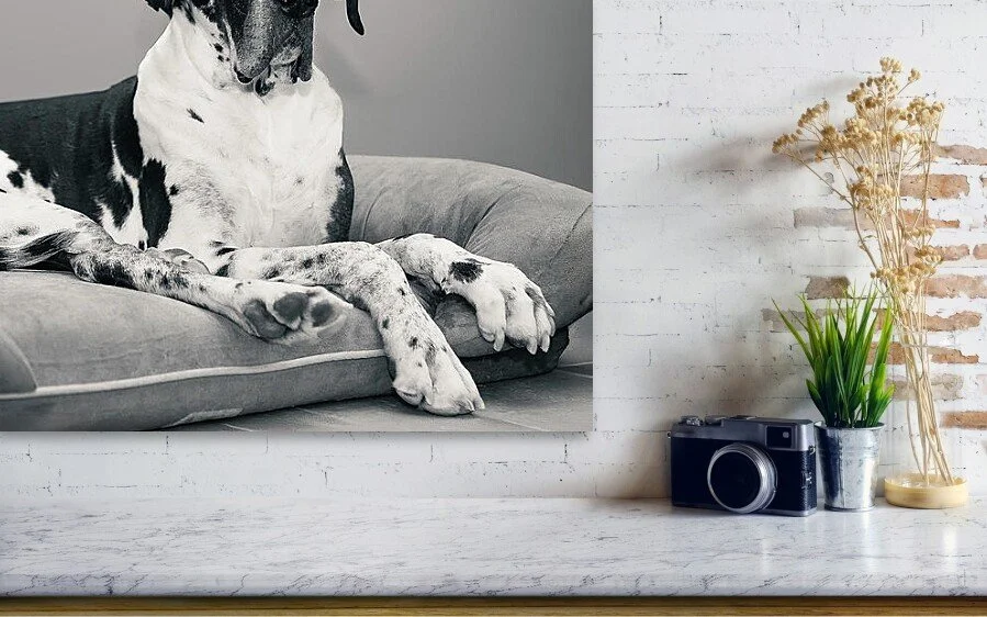 Still With Me, close-up detail of the fine art print above a marble ledge with a camera and a plant