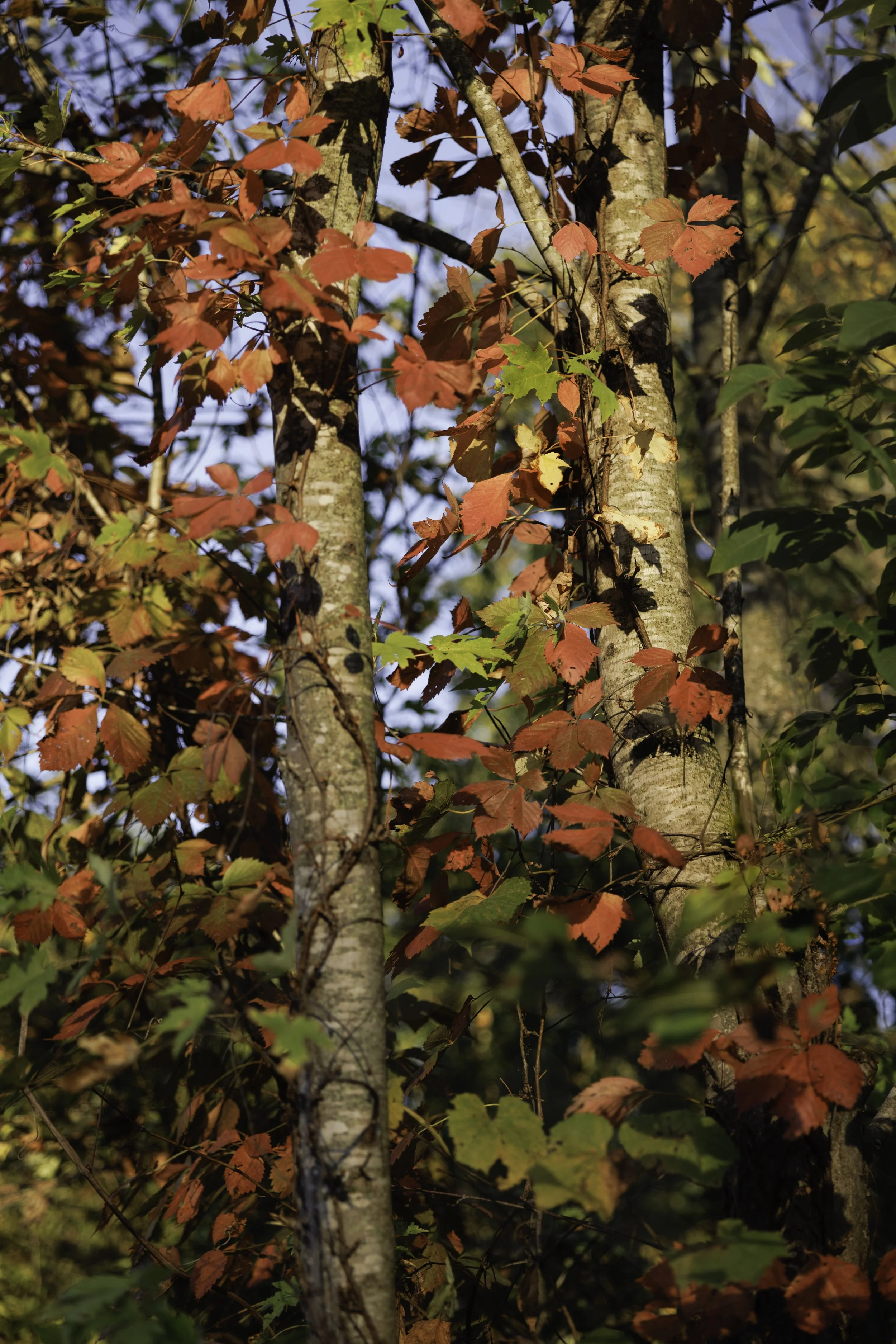 Where the Red Climbs