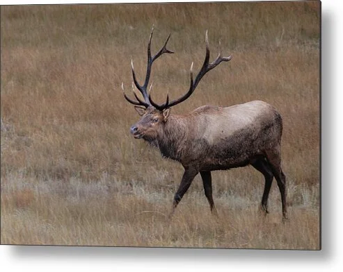 the-quiet-crossing-rocky-mountain-elk-photography-robert-niemeier.jpg