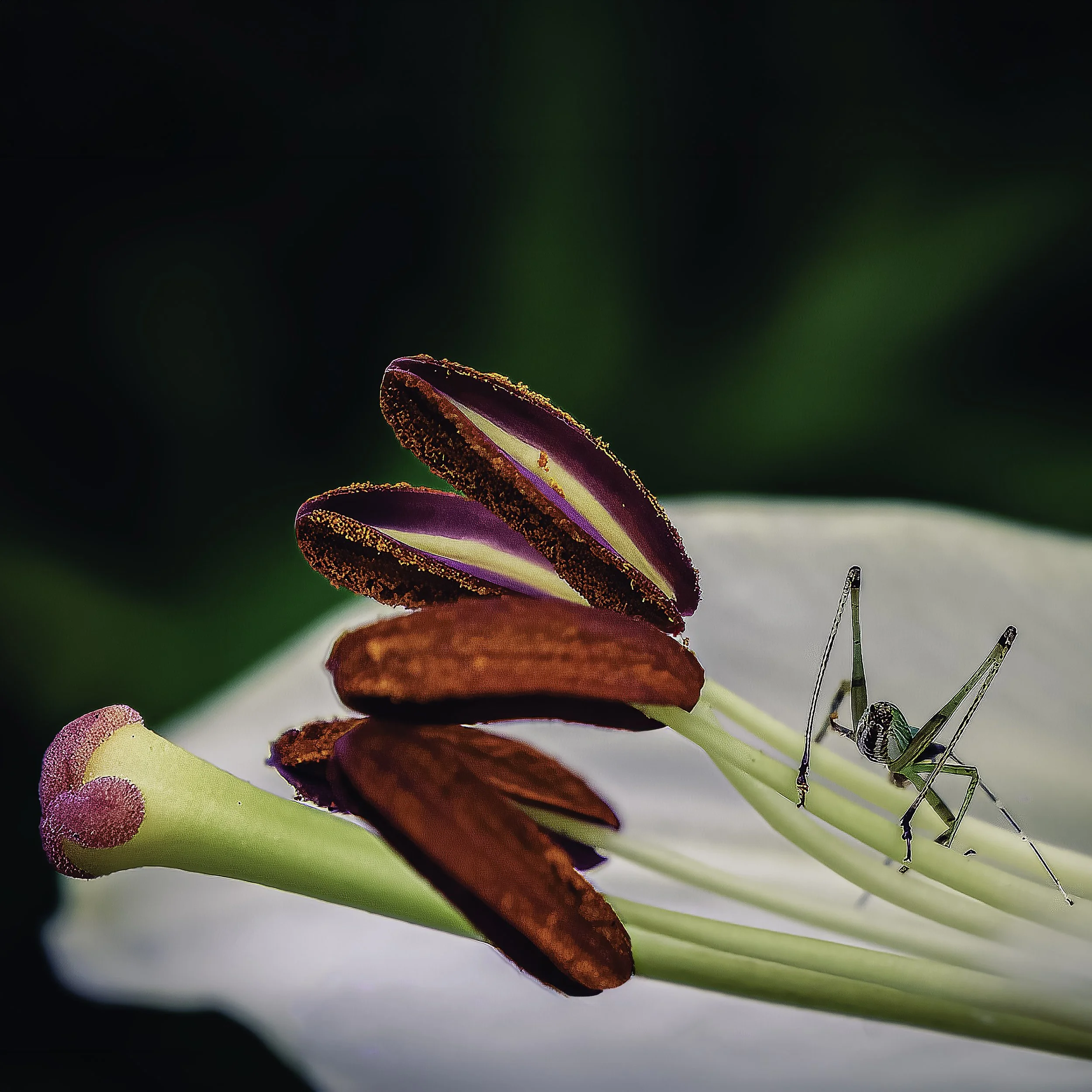 Green grasshopper perched on white lily stamen with deep red anthers, macro nature photography