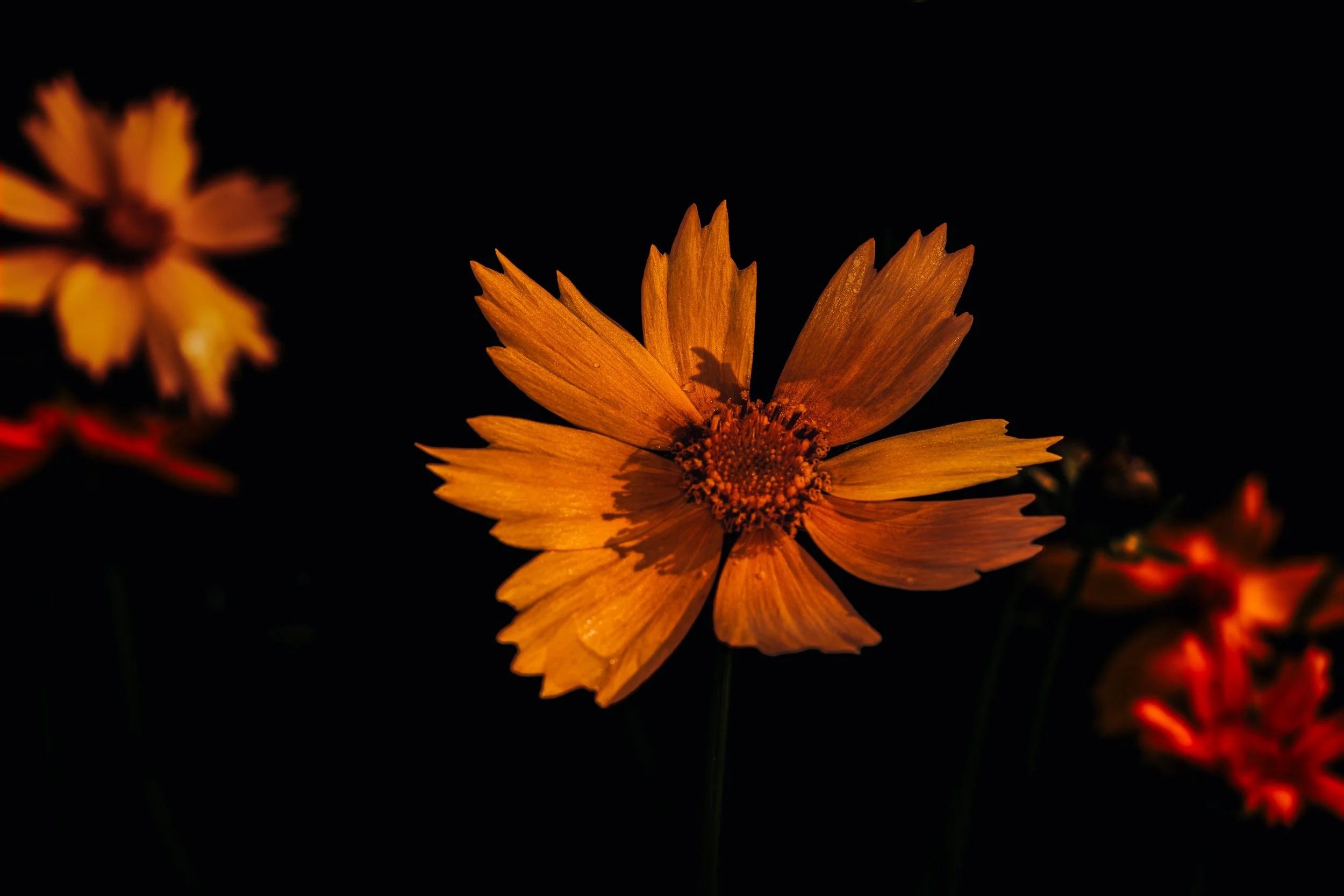 The Garden’s Glow