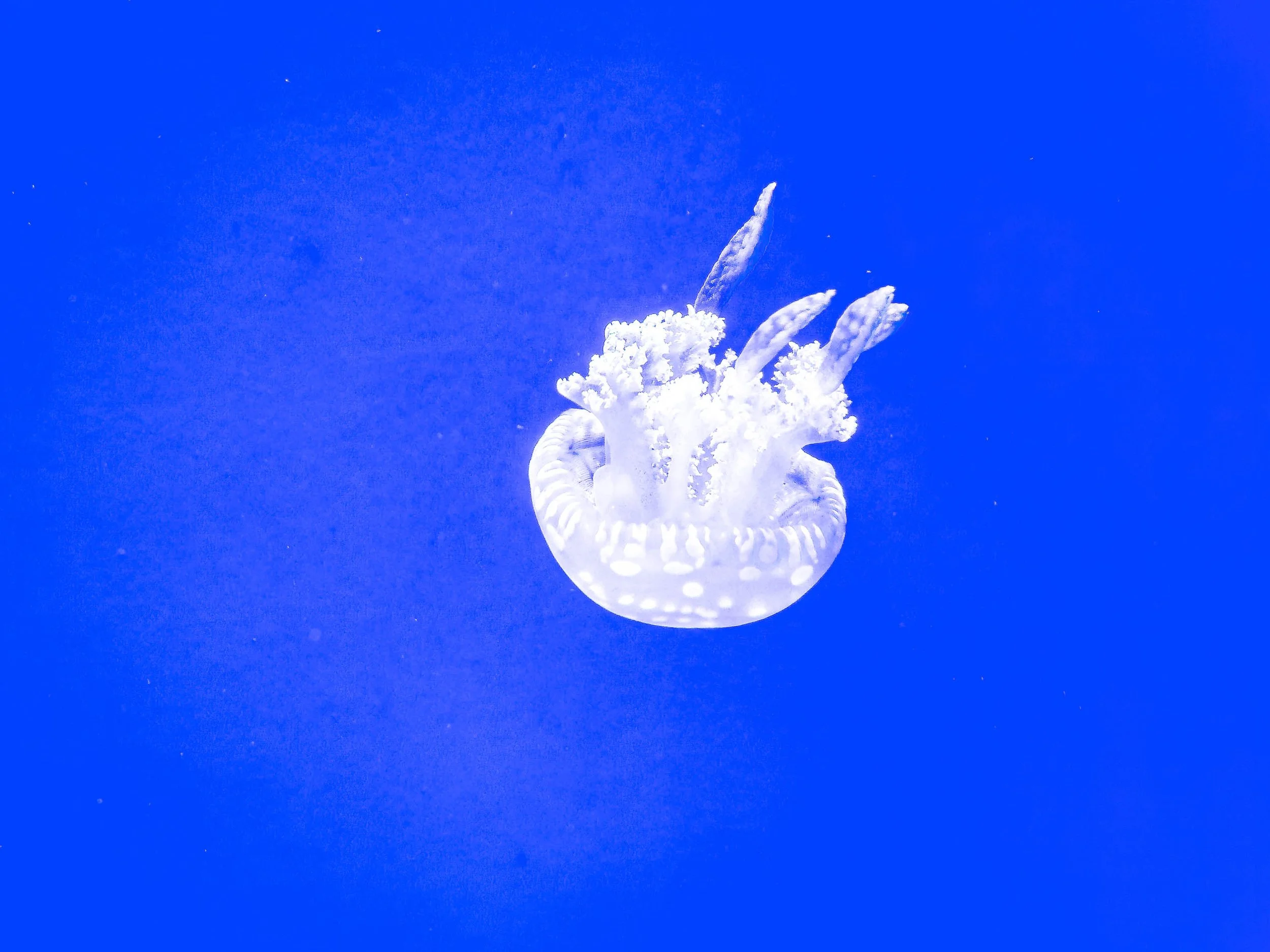 A jellyfish with fringed, coral-like arms drifts against a rich, saturated blue background