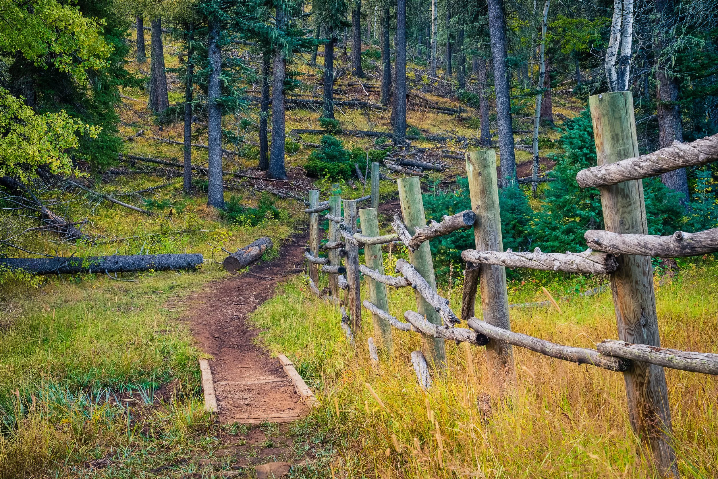 Dirt trail, buck-rail fence, and thinned fire-mitigation understory converging on the Elliot Barker Trail near Angel Fire, New Mexico