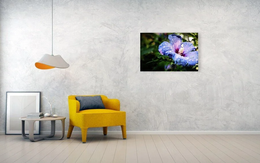 uninvited-guest-dew-kissed-lavender-hibiscus-robert-niemeier (1).jpg
