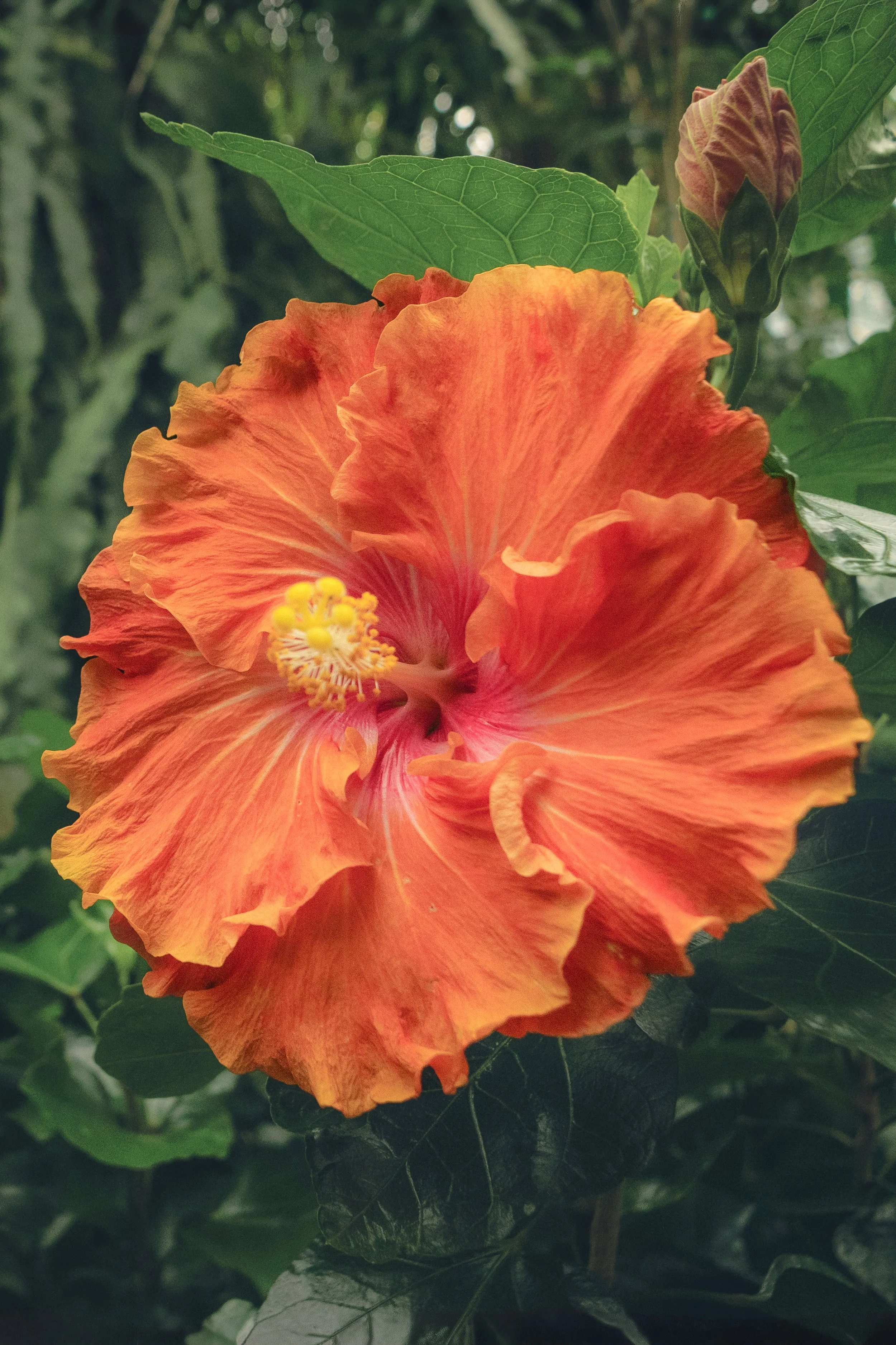 Ember Bloom