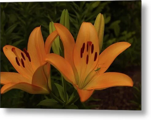 Tenants of the Lily, fine art photograph by Robert Niemeier, full view