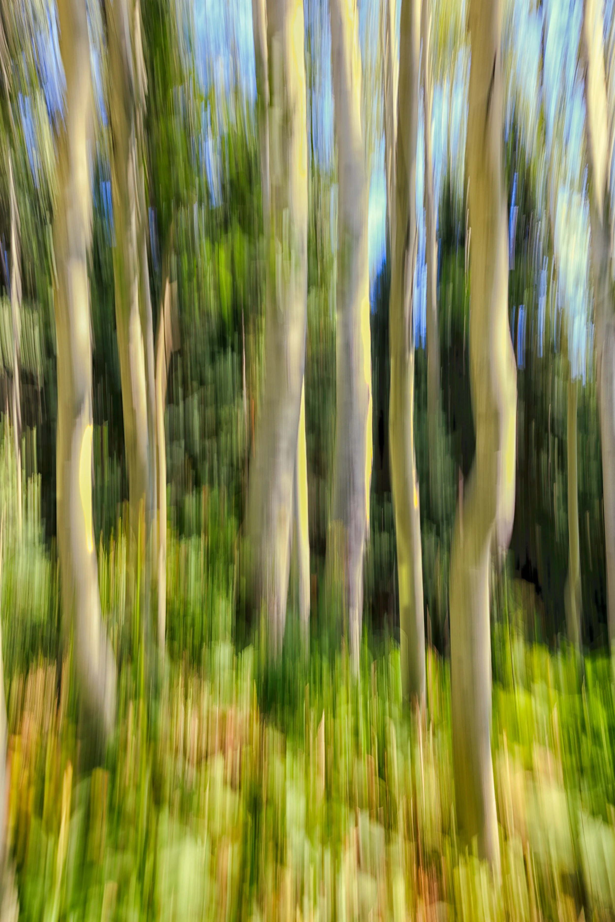 Abstract intentional camera movement photograph of aspen trunks and forest canopy near Crested Butte, Colorado